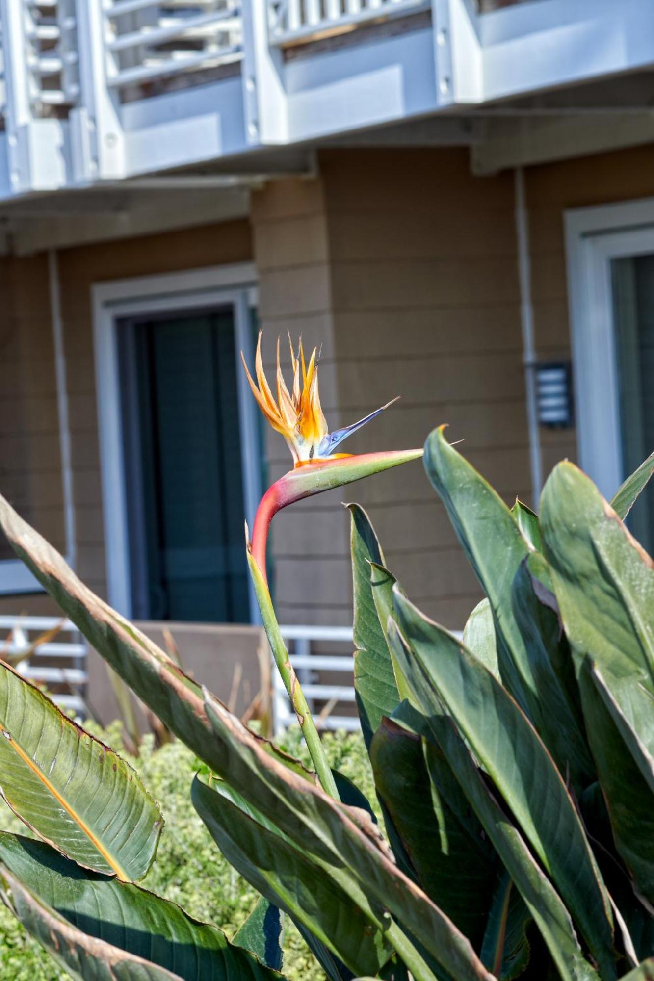 Beach House Hotel At Hermosa Beach Exterior foto